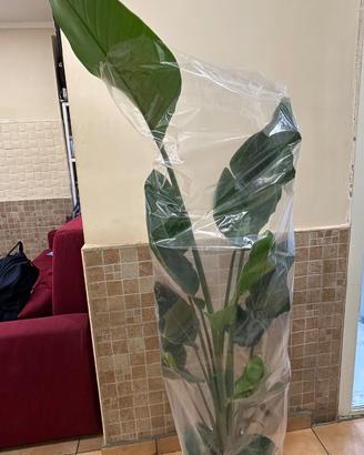 Strelitzia