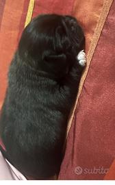 4 cuccioli