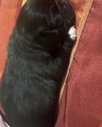 4 cuccioli