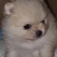 Volpini Pomerania Enci