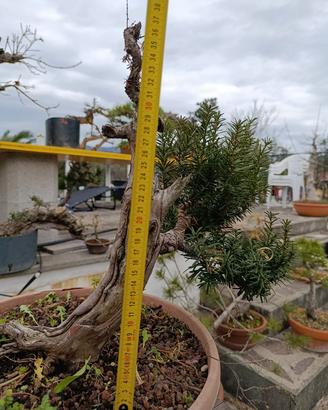 prebonsai tasso