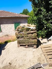 Vendita Bancale di 45 mq di prato di gramigna