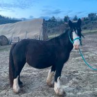 Cavalla Gypsy Vanner
