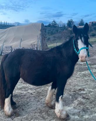 Cavalla Gypsy Vanner