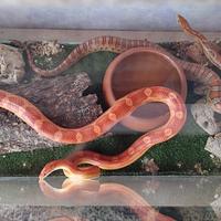 Serpenti del grano Cornsnakes
