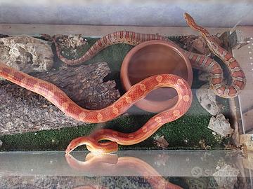 Serpenti del grano Cornsnakes