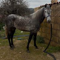 Puledro andaluso