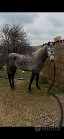 Puledro andaluso