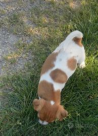 Jack Russell Terrier