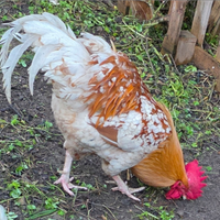 Gallo