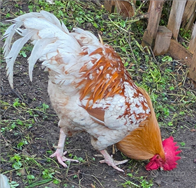 Gallo
