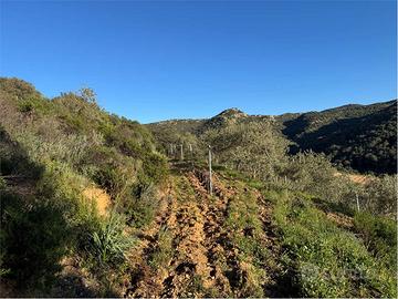Terreno Agricolo a Monti