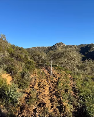 Terreno Agricolo a Monti