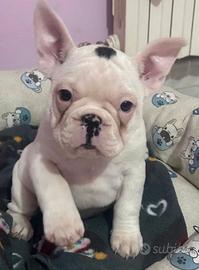 Bulldog francese maschiett0 con pedigree