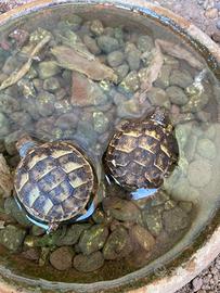 Tartarughe baby femmine