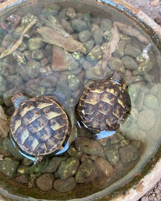 Tartarughe baby femmine