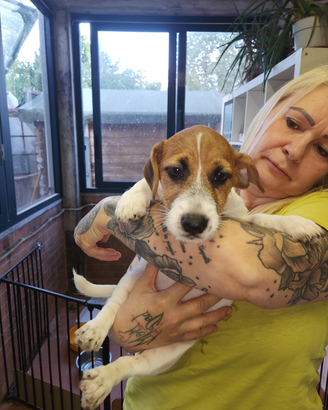 Jack russel terrier