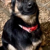 Cucciolo Pastore Tedesco 6 mesi - rimborso spese