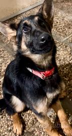 Cucciolo Pastore Tedesco 6 mesi - rimborso spese
