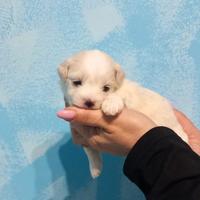 Cuccioli di maltipoo