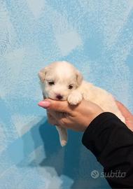 Cuccioli di maltipoo