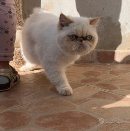 Exotic Shorthair