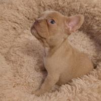 Cucciolo bulldog francese esotico