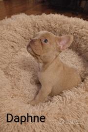 Cucciolo bulldog francese esotico