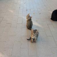 Cuccioli 4 mesi gattini