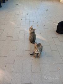 Cuccioli 4 mesi gattini