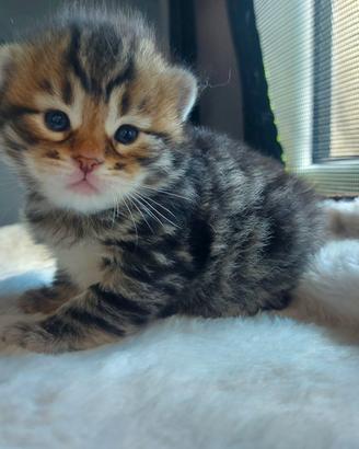 Cuccioli di gatto Siberiano Certificati