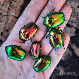 Larve di coleotteri ornamentali (P. speciosissima)