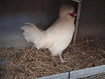 Gallo padovano