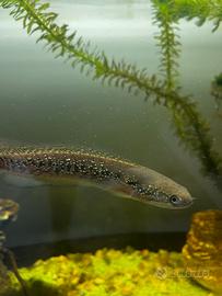 Channa Red Asiatica