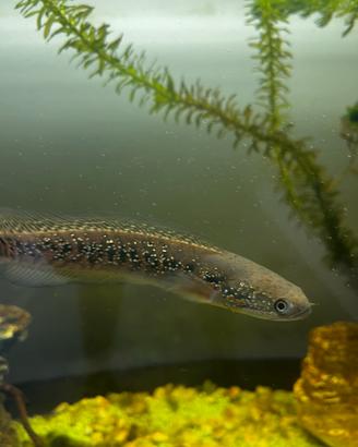 Channa Red Asiatica