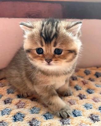 British femmina, 2 mesi