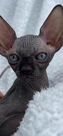 Sphynx nero