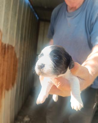 Cuccioli meticci