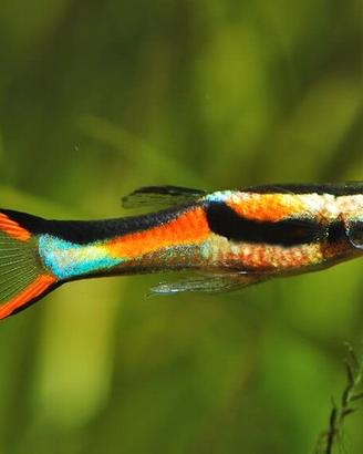 Endler