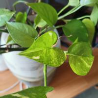 pianta photos con radici