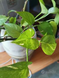 pianta photos con radici