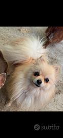 Pomerania