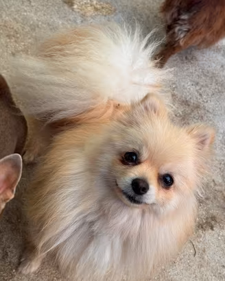 Pomerania