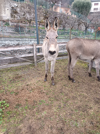Asini maschio e femmina