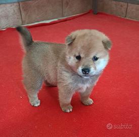 Shiba inu cuccioli
