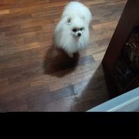 Spitz di pomerania nano per monta