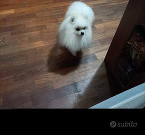 Spitz di pomerania nano per monta