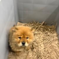 Chow Chow pupazzo