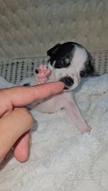 Chihuahua bianca a macchie