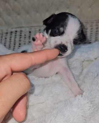Chihuahua bianca a macchie